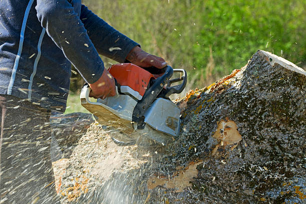 How Our Tree Care Process Works  in  Malaga, NJ